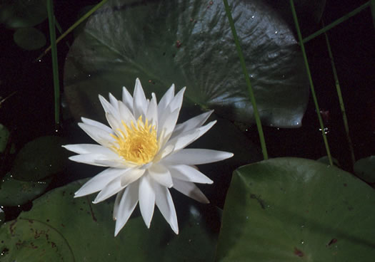 Nymphaea odorata ssp. odorata, Fragrant White Water-lily, American Water-lily, Sweet Water-lily