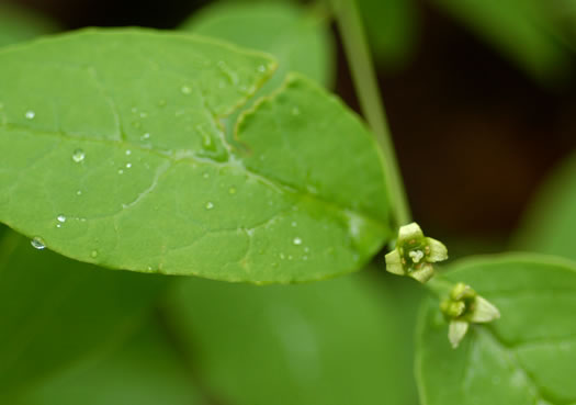 image of Nestronia umbellula, Nestronia, Conjurer's-nut, Leechbush