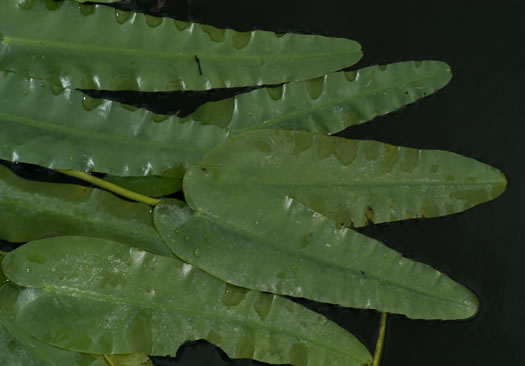 image of Nuphar sagittifolia, Narrowleaf Pondlily, Cow-lily, Spatterdock, Bonnets