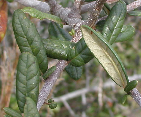 image of Quercus geminata, Sand Live Oak