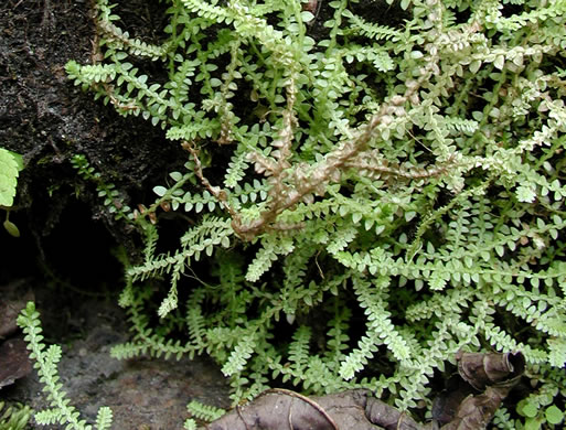 image of Lycopodioides apodum, Meadow Spikemoss