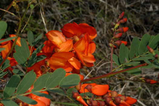 image of Sesbania punicea, Rattlebush, Purple Sesban, Scarlet Wisteria-tree, Red Sesban