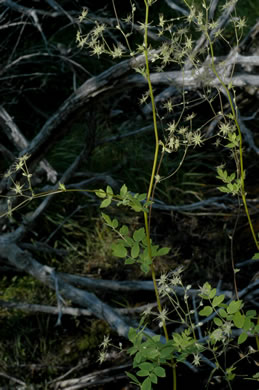 image of Thalictrum macrostylum, Small-flowered Meadowrue, Small-leaved Meadowrue