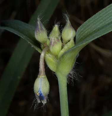 image of Tradescantia virginiana, Virginia Spiderwort