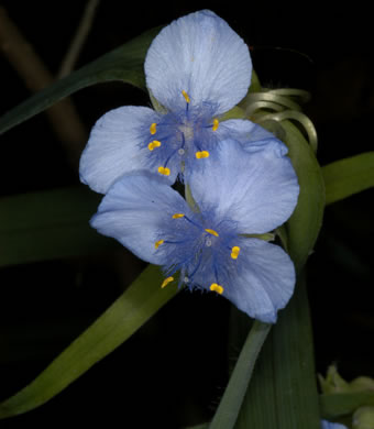 image of Tradescantia virginiana, Virginia Spiderwort