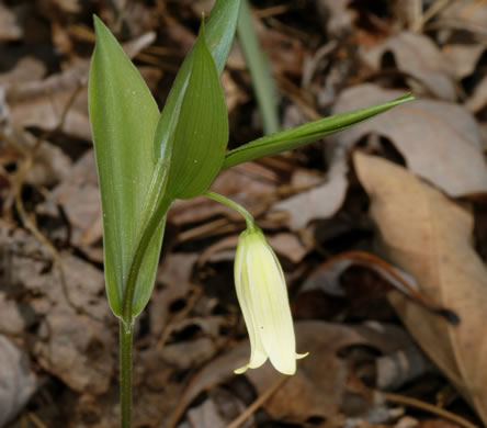 Uvularia puberula, Mountain Bellwort, Appalachian Bellwort, Carolina Bellwort, Coastal Bellwort