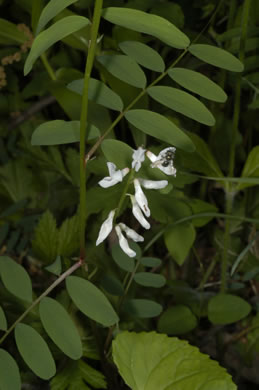 image of Vicia caroliniana, Carolina Vetch, Wood Vetch, Pale Vetch