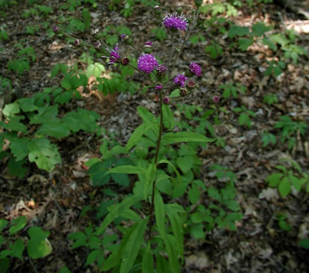 image of Vernonia glauca, Broadleaf Ironweed, Appalachian Ironweed, Tawny Ironweed