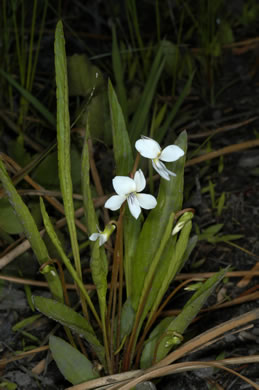 image of Viola lanceolata, Lanceleaf Violet, Narrow-leaved Violet, White Bog Violet, Northern Water Violet