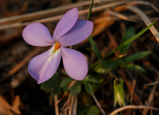 image of Viola pedata var. pedata, Birdsfoot Violet
