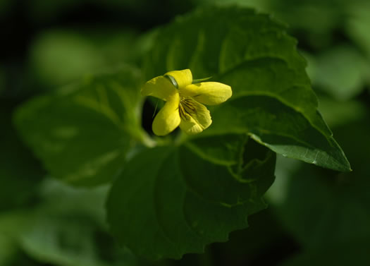 image of Viola pubescens, Downy Yellow Violet, Hairy Yellow Forest Violet