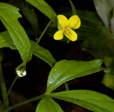 image of Viola tripartita, Threepart Violet, Three-parted Yellow Violet