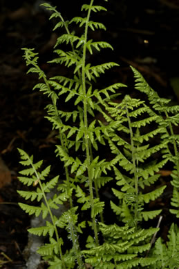 image of Woodsia obtusa ssp. obtusa, Blunt-lobed Cliff Fern, Common Woodsia