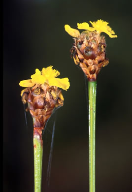 image of Xyris fimbriata, Giant Yellow-eyed-grass