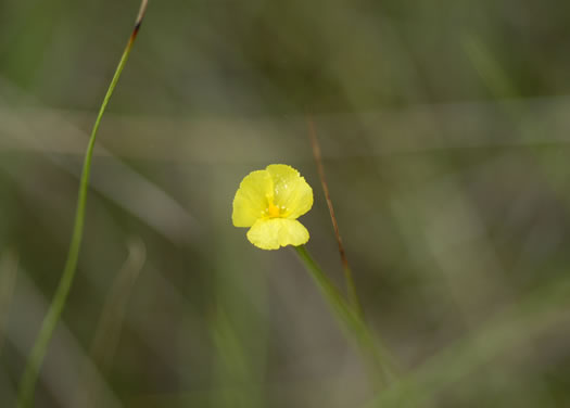 image of Xyris baldwiniana, Baldwin's Yellow-eyed-grass, Grassleaf yellow-eyed-grass