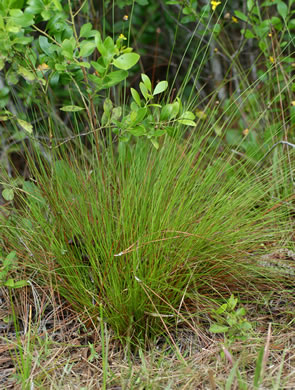 image of Xyris elliottii, Elliott's Yellow-eyed-grass