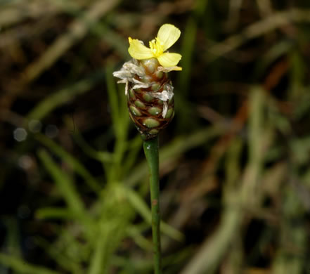 image of Xyris stricta, Pineland Yellow-eyed-grass, Strict Yellow-eyed-grass