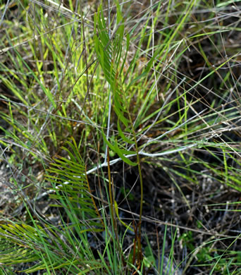 image of Zamia integrifolia var. umbrosa, East Coast Coontie, Broad-leaflet Coontie, Palatka Giant Coontie