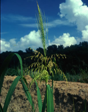 image of Zizania aquatica var. aquatica, Southern Wild-rice, Indian Rice
