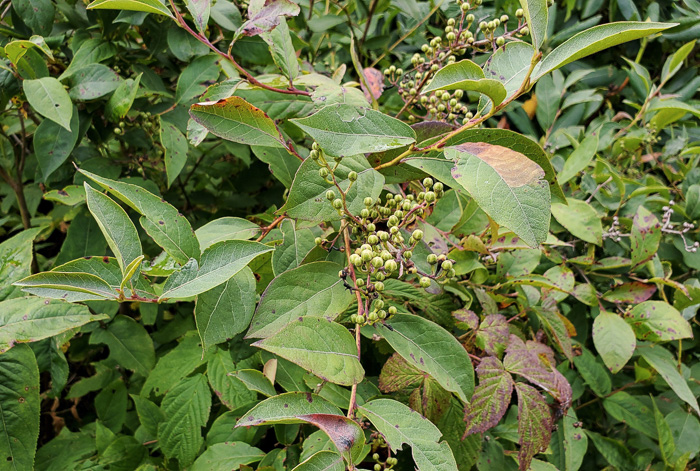 image of Lyonia ligustrina var. ligustrina, Northern Maleberry, He-huckleberry