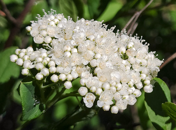 image of Spiraea virginiana, Virginia Spiraea, Appalachian Spiraea, Virginia Meadowsweet