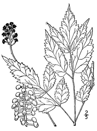 drawing of Actaea pachypoda, Doll's-eyes, White Baneberry, White Cohosh