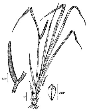 drawing of Acorus americanus, Sweetflag, American Calamus
