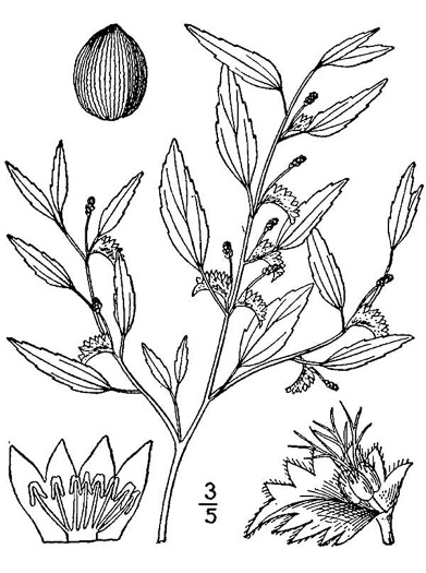 image of Acalypha gracilens, Slender Threeseed Mercury, Slender Copperleaf, Shortstalk Copperleaf