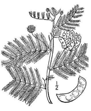drawing of Desmanthus illinoensis, Illinois Bundleflower, Prairie Mimosa, Common Bundleflower