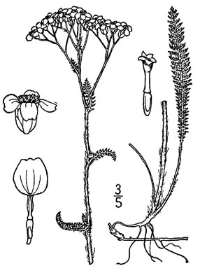 image of Achillea gracilis, Eastern Yarrow, Eastern Thousandleaf