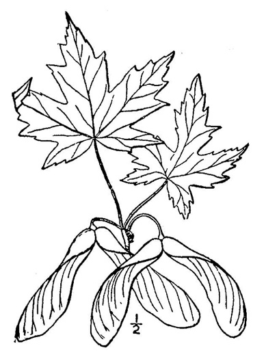 drawing of Acer saccharinum, Silver Maple, Soft Maple