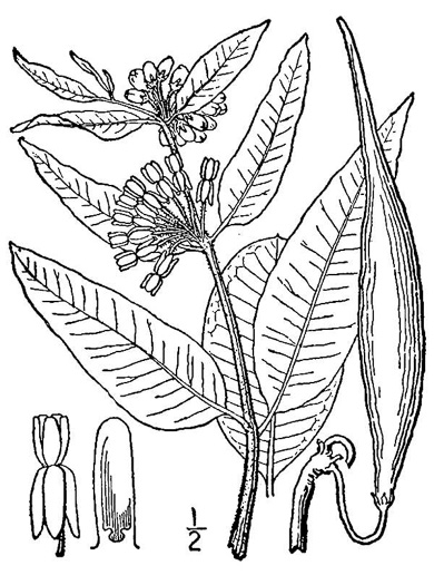 drawing of Asclepias viridiflora, Green Milkweed