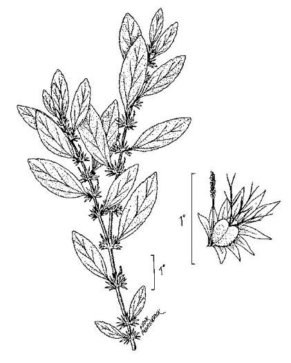 drawing of Acalypha virginica, Virginia Threeseed Mercury, Virginia Copperleaf, Shortstalk Copperleaf