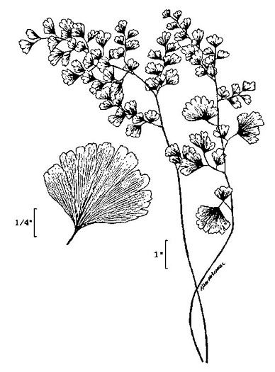 image of Adiantum capillus-veneris, Southern Maidenhair Fern, Venus-hair Fern