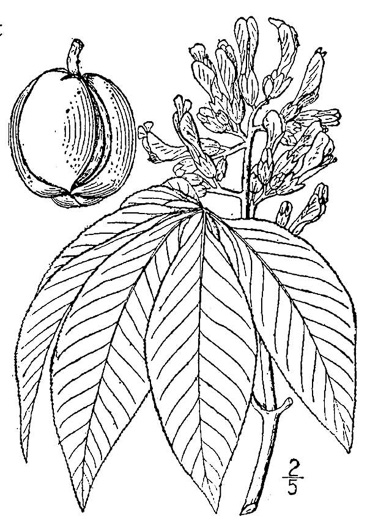 drawing of Aesculus flava, Yellow Buckeye