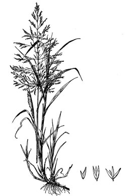 image of Agrostis gigantea, Black Bentgrass, Redtop Bentgrass, Redtop
