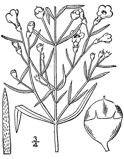 drawing of Agalinis tenuifolia, Common Gerardia, Slenderleaf Agalinis, Slender False Foxglove, Slender Gerardia