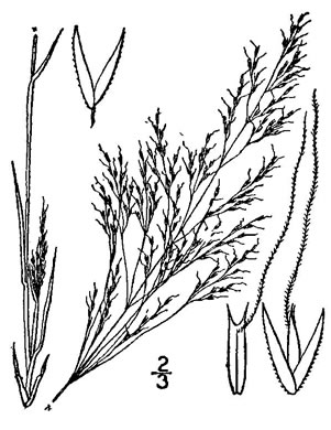 image of Agrostis elliottiana, Elliott's Bentgrass, Southern Bentgrass