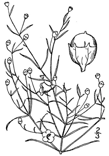 drawing of Agalinis gattingeri, Gattinger's Gerardia, Midwestern Agalinis, Gattinger's Agalinis, Gattinger's False Foxglove