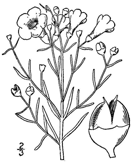image of Agalinis maritima var. grandiflora, Seaside Gerardia, Southern Saltmarsh Agalinis, Saltmarsh False Foxglove