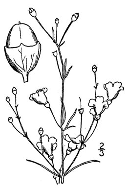 image of Agalinis obtusifolia, Bluntleaf Gerardia, Bluntleaf Agalinis, Bluntleaf False Foxglove, Tenlobe False Foxglove