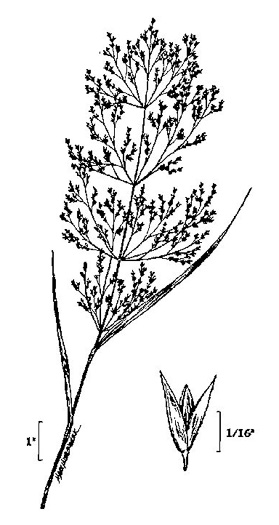 image of Agrostis perennans, Autumn Bentgrass, Upland Bentgrass, Upland Bent