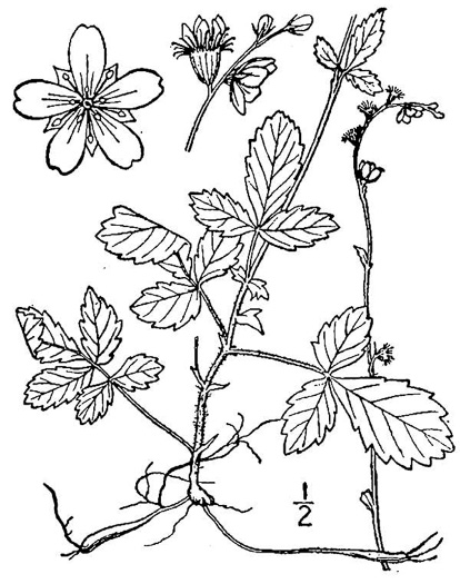 drawing of Agrimonia microcarpa, Low Agrimony, Small-fruited Agrimony
