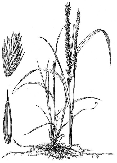 image of Elymus repens, Quackgrass, Dog-grass, Witchgrass