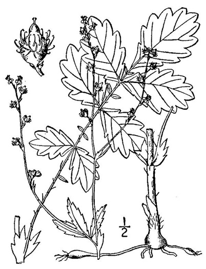 drawing of Agrimonia rostellata, Woodland Agrimony