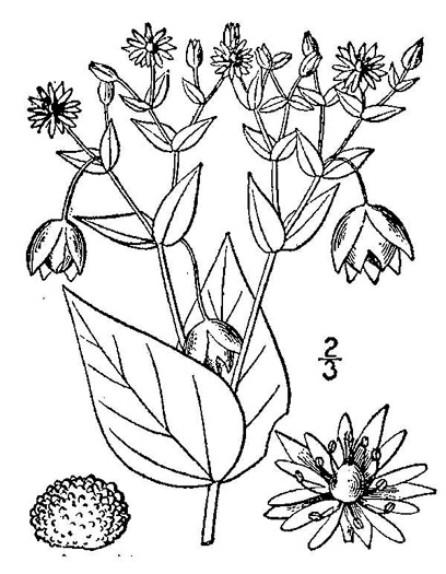 drawing of Myosoton aquaticum, Water-chickweed, Giant Chickweed, Water Mouse-ear