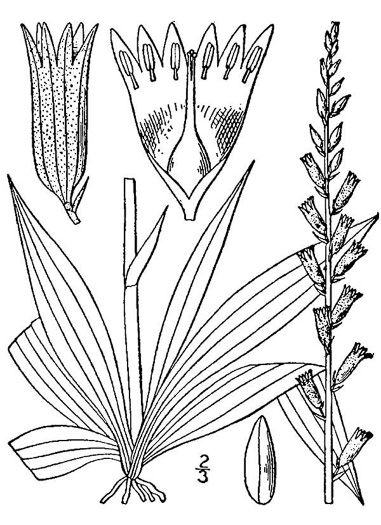 drawing of Aletris farinosa, Northern White Colicroot, Mealy Colicroot, Stargrass