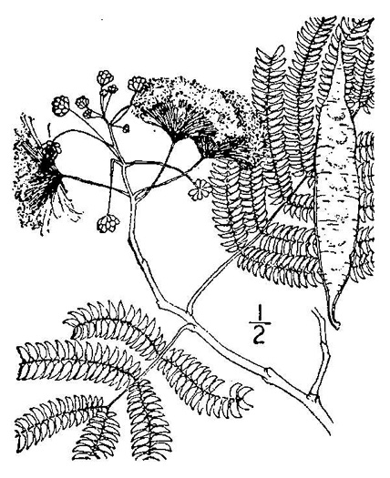 drawing of Albizia julibrissin, Mimosa, Silktree, Albizia