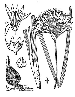 drawing of Allium mutabile, Mobile Onion