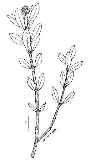 image of Alternanthera philoxeroides, Alligator-weed
